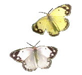 Right GIF